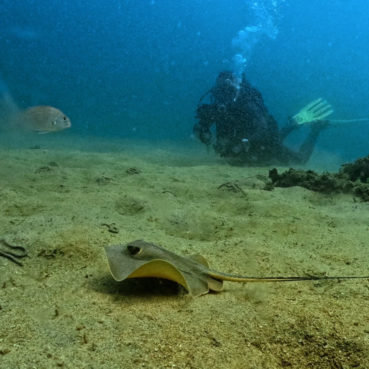2025/9/27は久しぶりの淡路島2ビーチダイブ😊近いし浅...