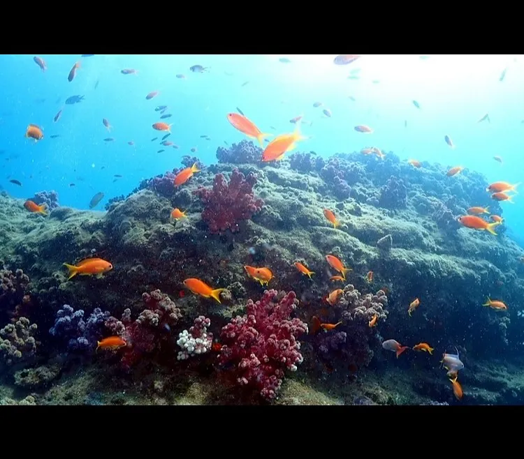 ダイビングツアーの口コミで知る安心と満足体験のポイント徹底解説