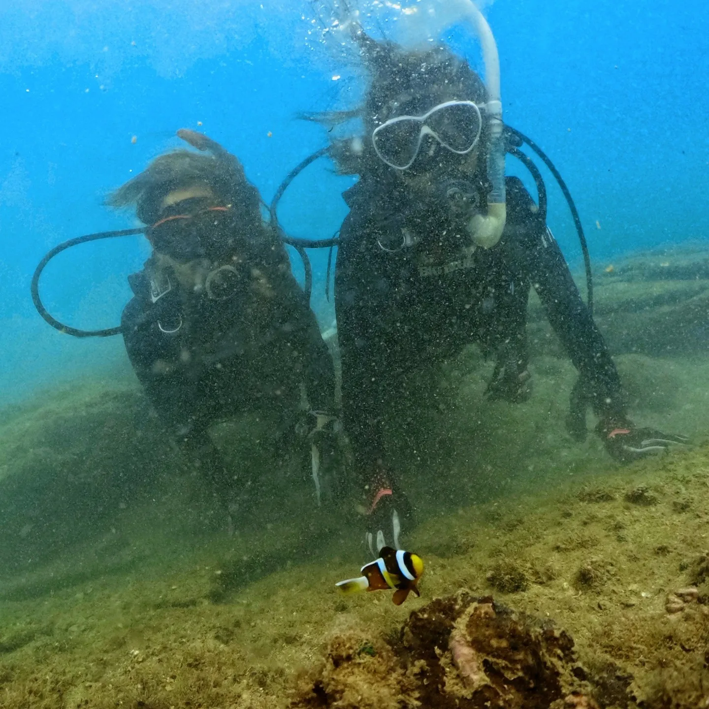 今週は月曜日から金曜日までダイビング尽くしでした😊田辺天神崎...