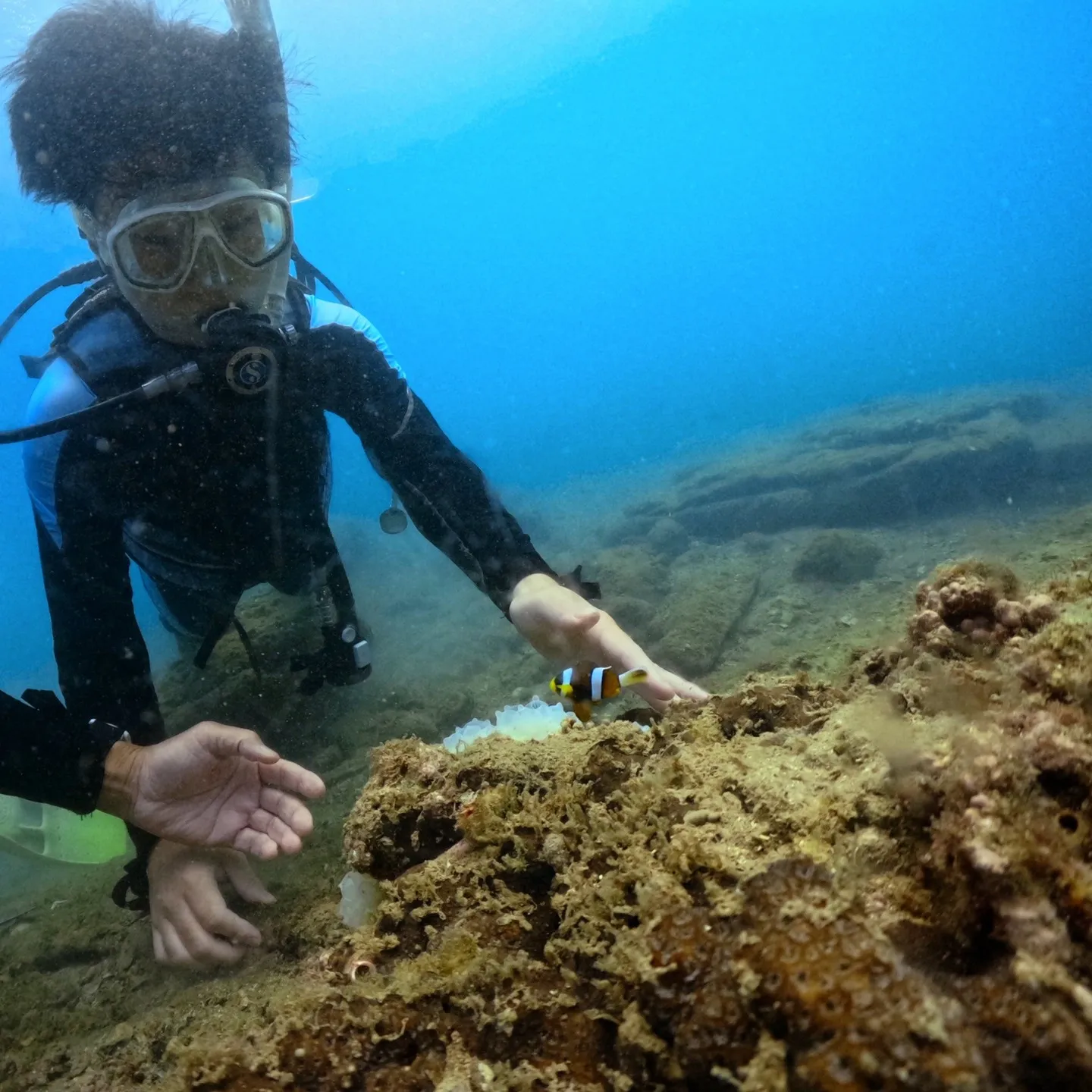 今週は月曜日から金曜日までダイビング尽くしでした😊田辺天神崎...