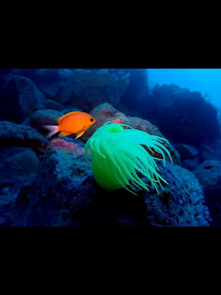 エンリッドエア講習(ナイトロックス）で安全ダイビング