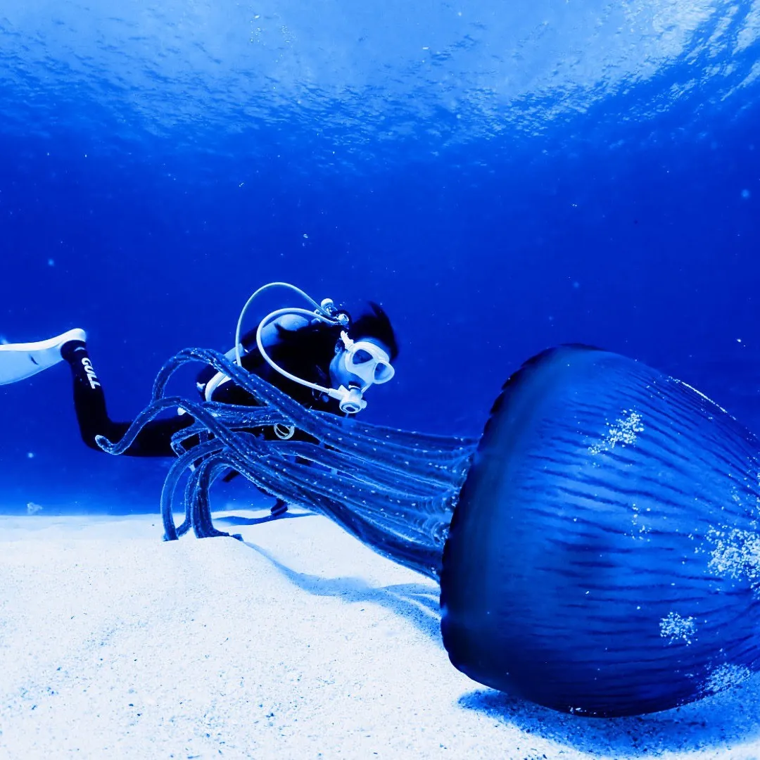 2025/10/12は🏊♀️沖縄渡嘉敷島3ダイブ&フリーダ...