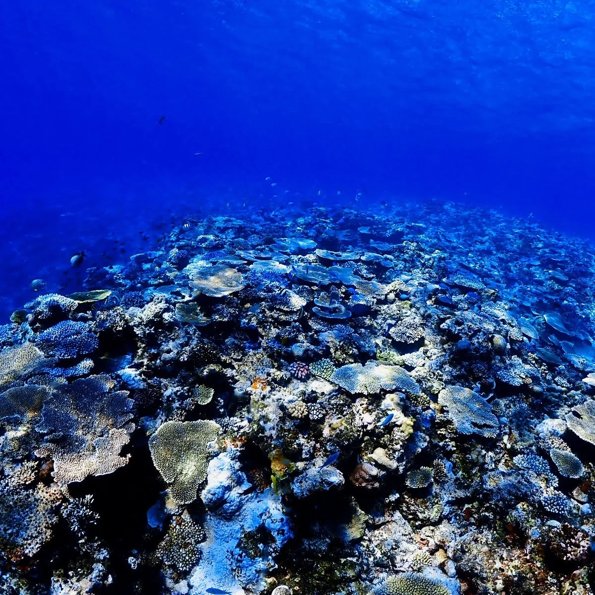 2025/10/12は🏊♀️沖縄渡嘉敷島3ダイブ&フリーダ...