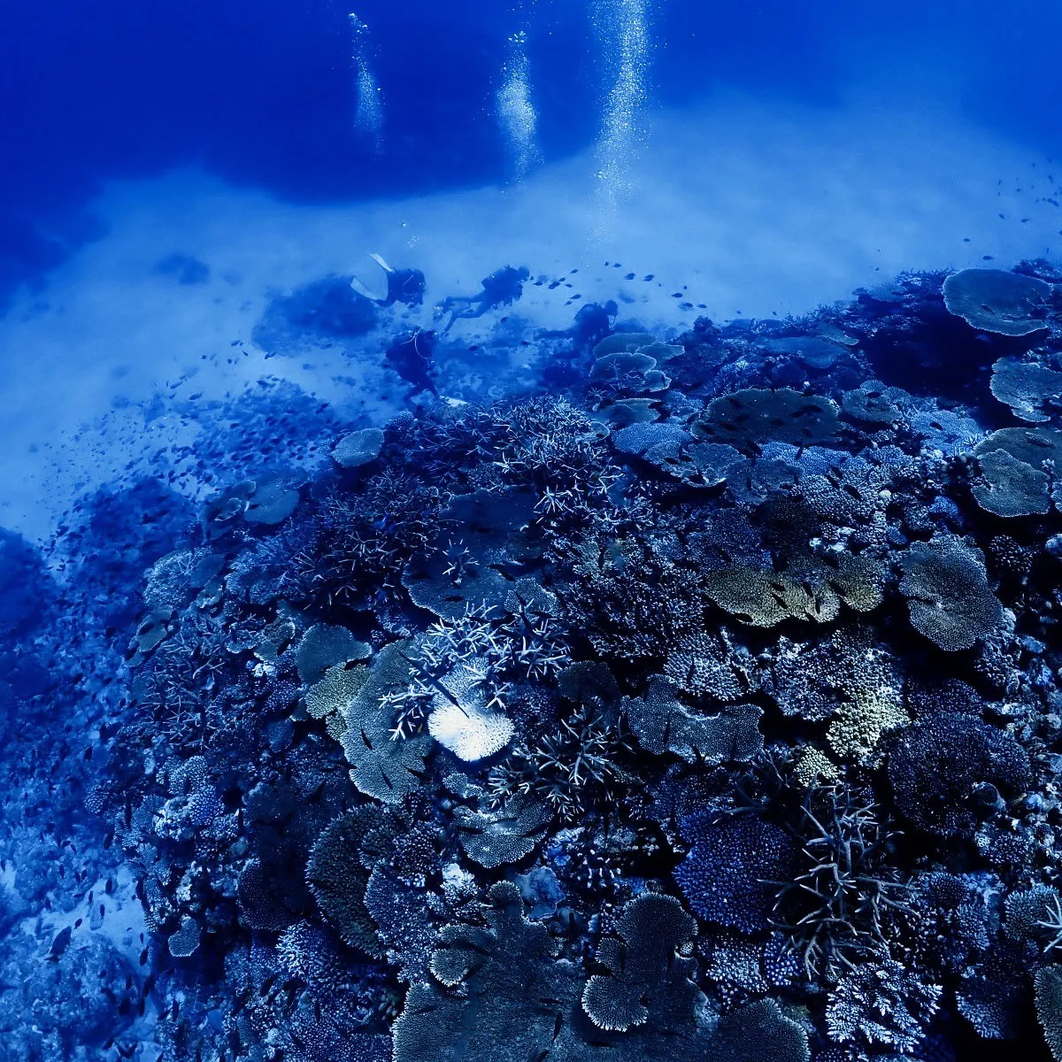 2025/10/12は🏊♀️沖縄渡嘉敷島3ダイブ&フリーダ...