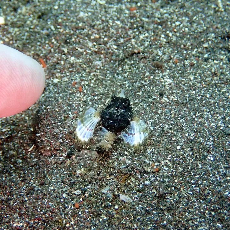 2025/10/16-17は🏊‍♀️静岡県井田＆大瀬崎ビーチ...