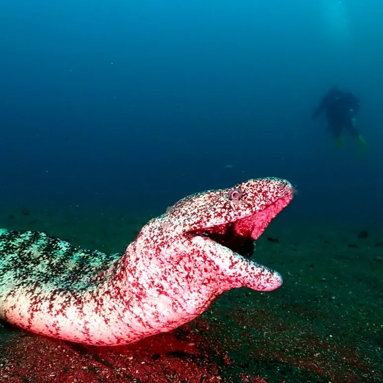 2025/10/16-17は🏊‍♀️静岡県井田＆大瀬崎ビーチ...