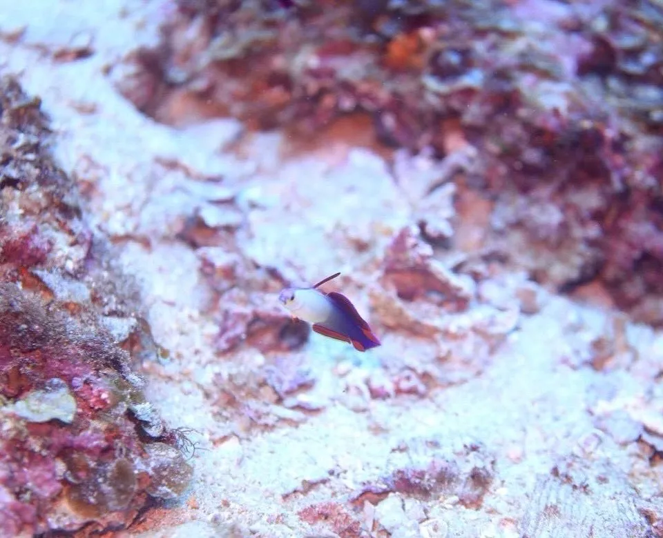 2025.10/17-19鵜来島ツアー