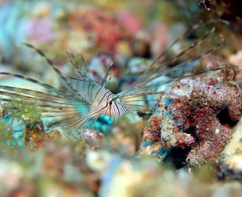 2025.10/17-19鵜来島ツアー