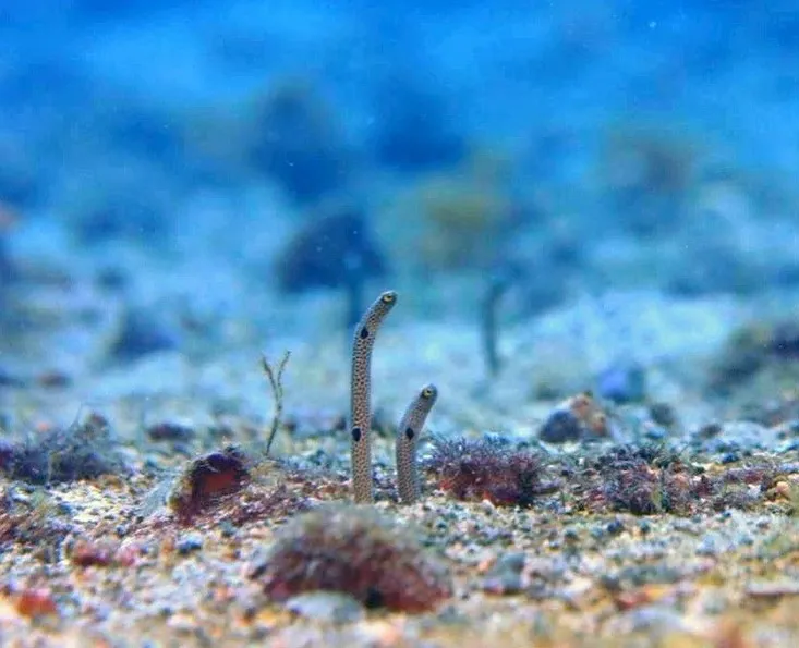 2025.10/17-19鵜来島ツアー