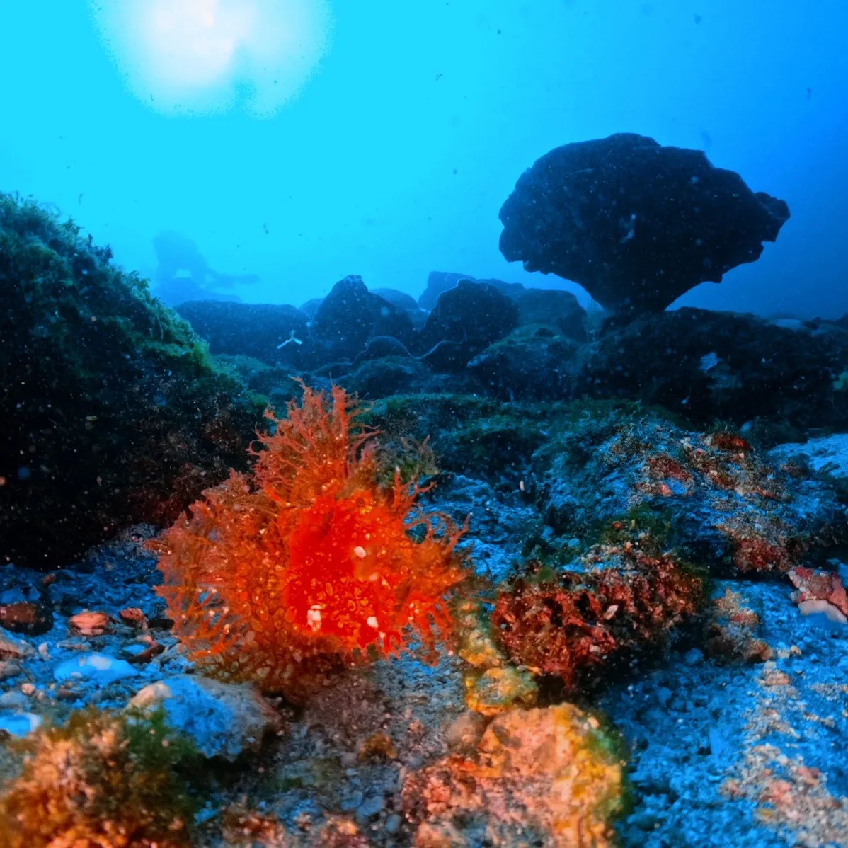 関西のダイビング初心者必見安全に楽しむコツと注目スポット大阪編