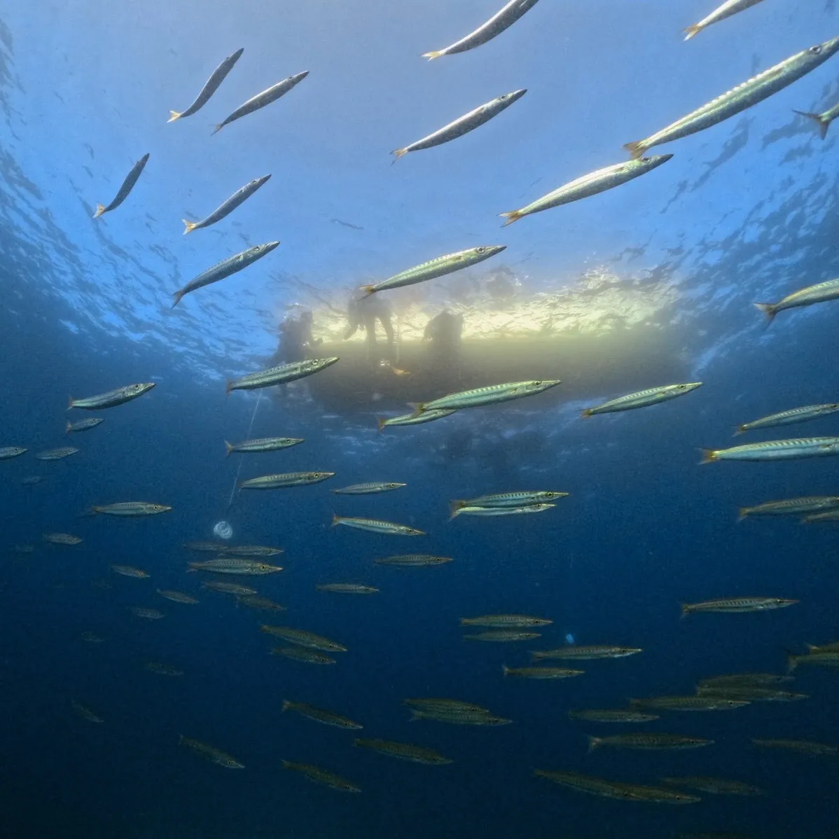 ダイビングツアーで人気の穴場と絶景ポイントを発見する冒険ガイド
