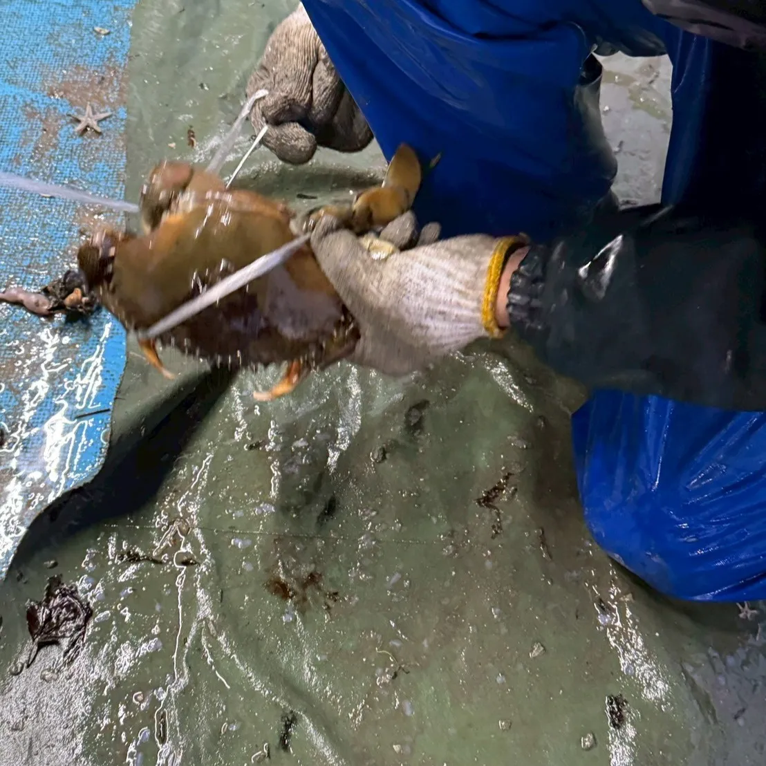 本日は平石マネージャーが時々漁師になる日🐳週末の新年会には色...