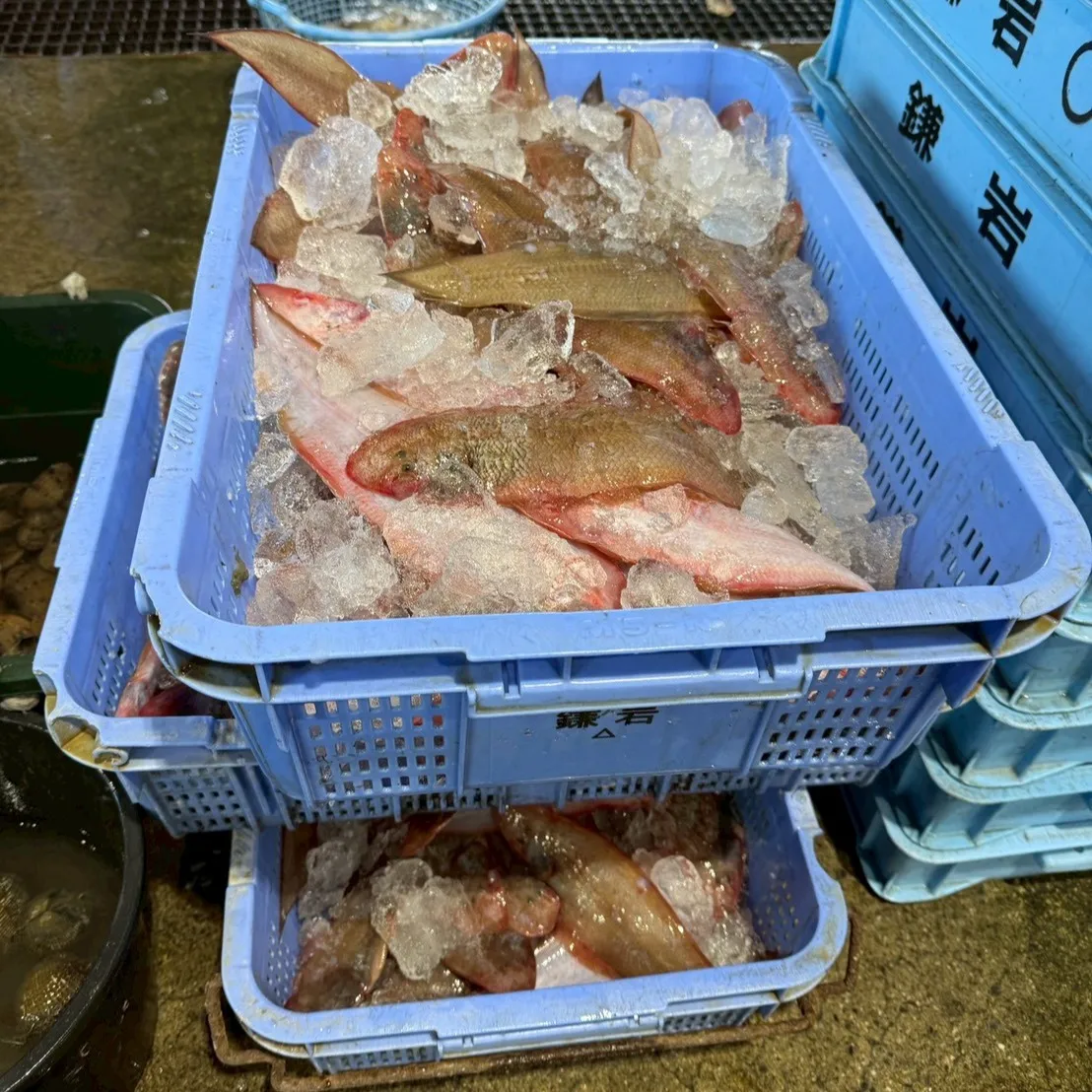 本日は平石マネージャーが時々漁師になる日🐳週末の新年会には色...