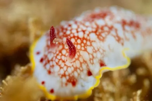 2026.02.01天神崎ビーチナイト