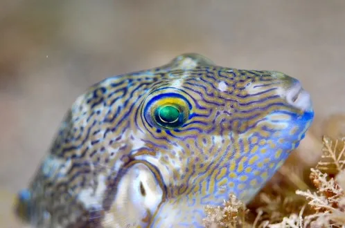 2026.02.01天神崎ビーチナイト