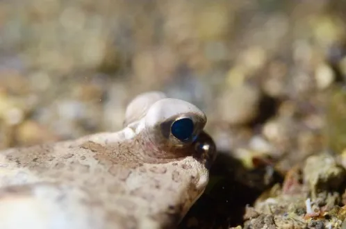 2026.02.01天神崎ビーチナイト