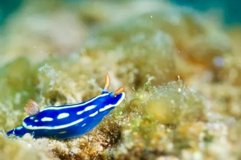 2026.02.01天神崎ビーチナイト