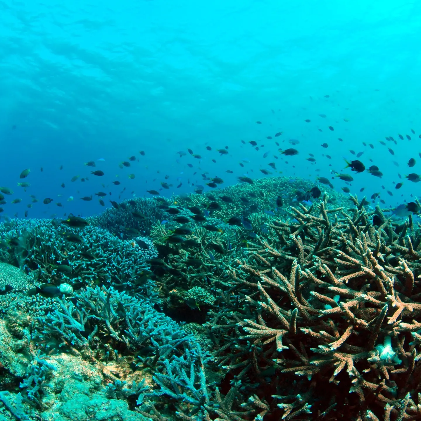 2/14土曜日バレンタインデー❤️は日帰り沖縄チービシ諸島２...