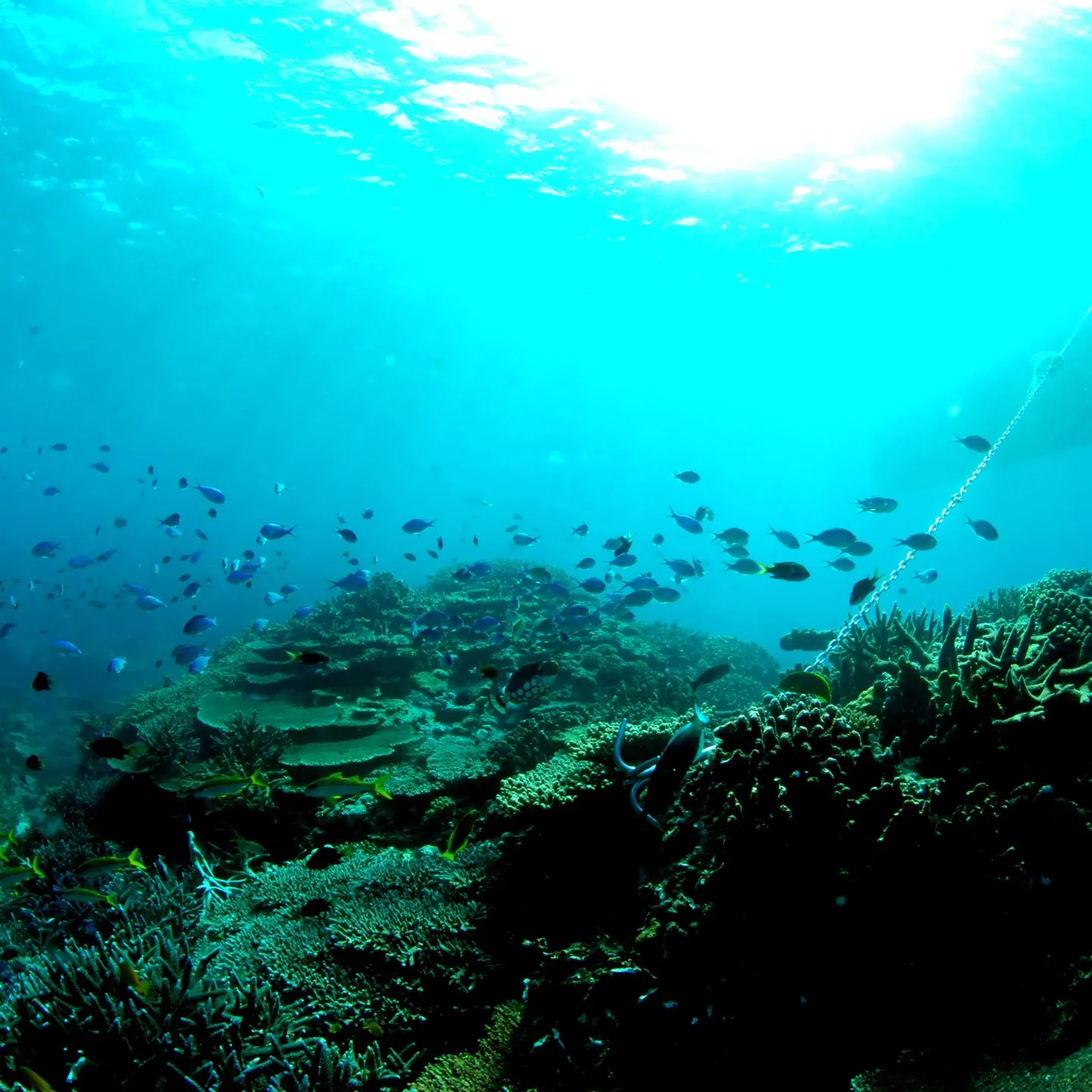 2/14土曜日バレンタインデー❤️は日帰り沖縄チービシ諸島２...