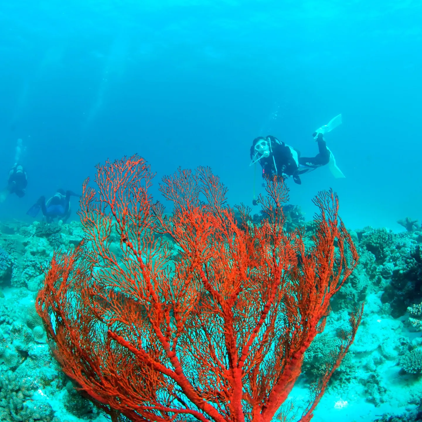2/14土曜日バレンタインデー❤️は日帰り沖縄チービシ諸島２...