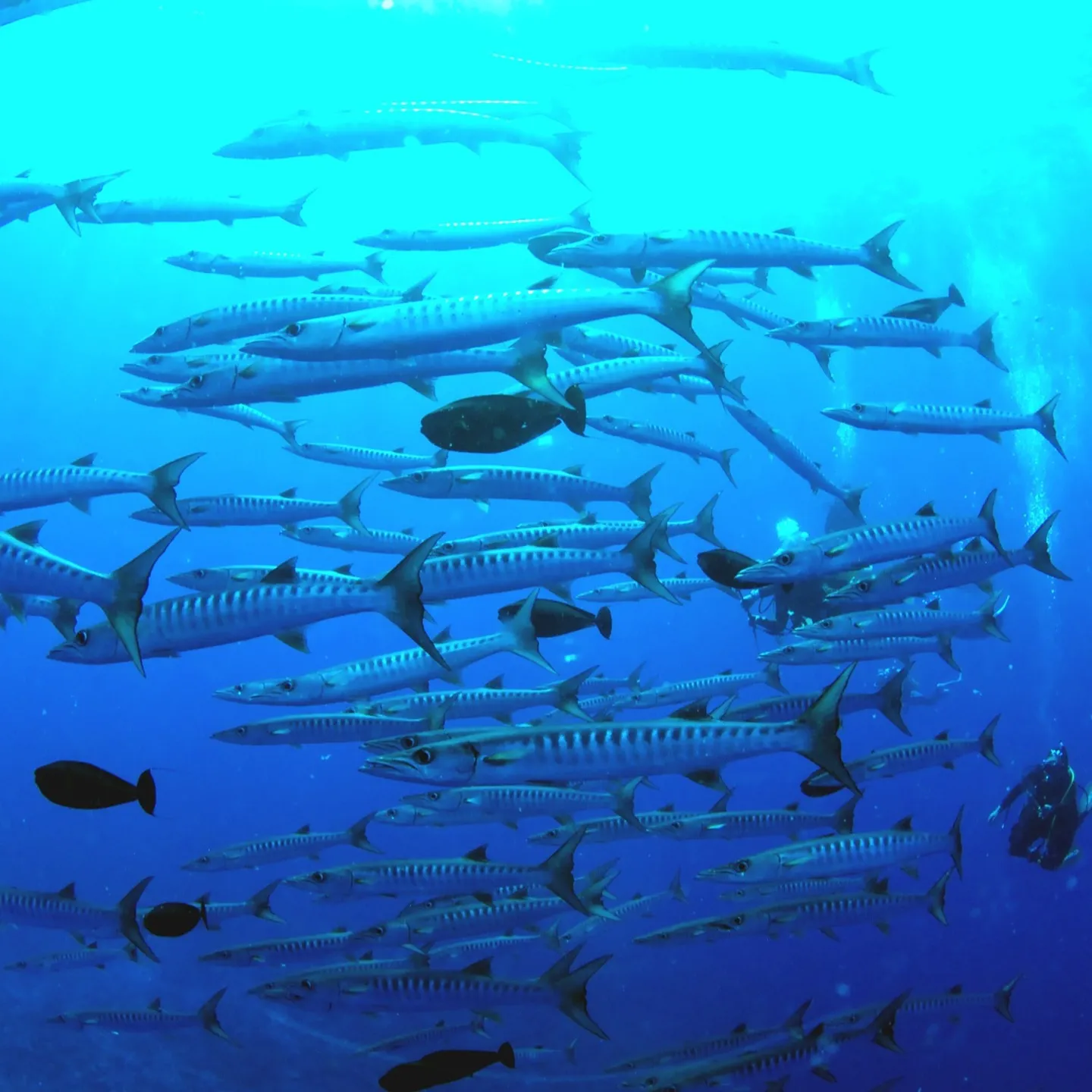 先週のパラオは中四日間毎日3ダイブ合計12ダイブ✌️早朝05...