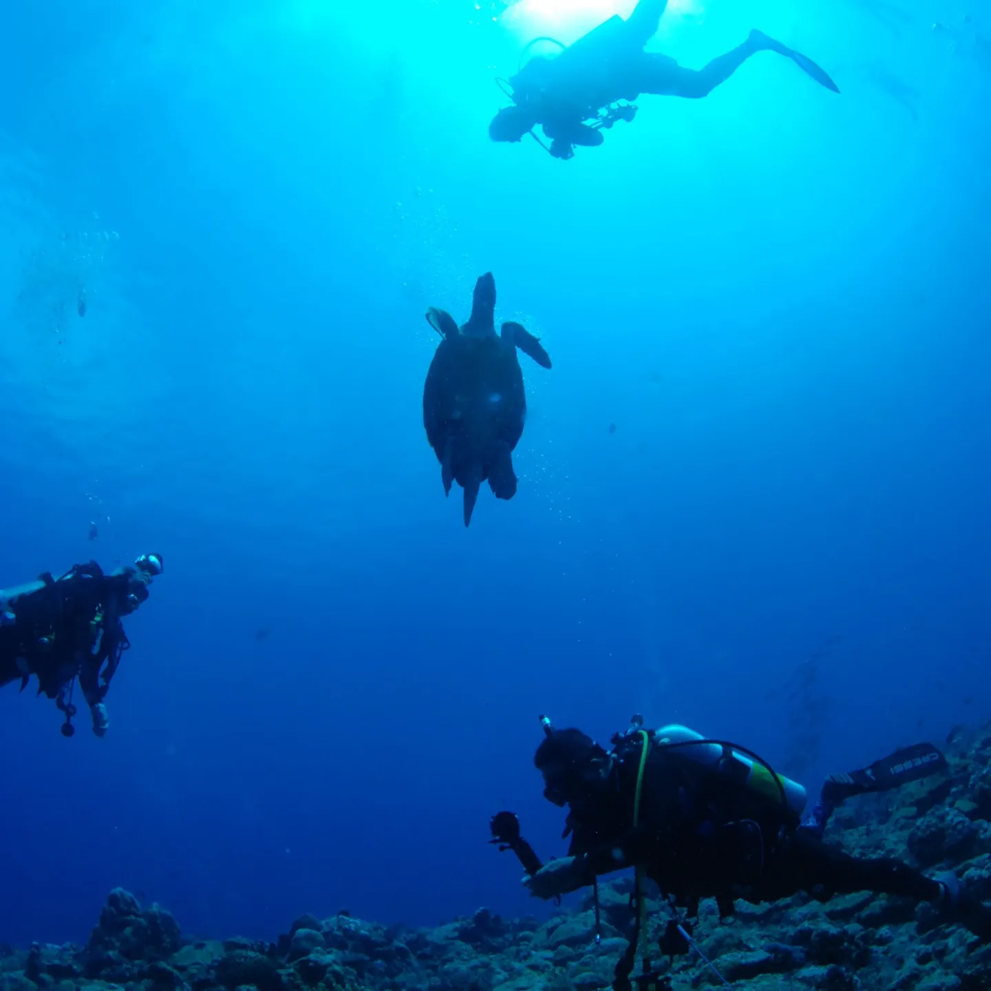 先週のパラオは中四日間毎日3ダイブ合計12ダイブ✌️早朝05...
