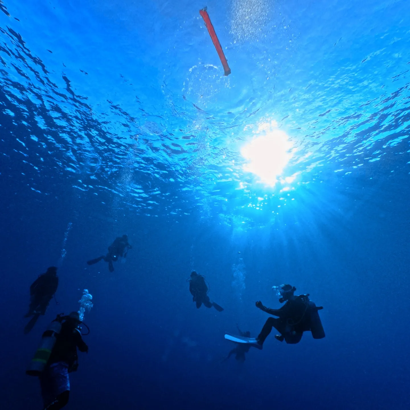 先週のパラオは中四日間毎日3ダイブ合計12ダイブ✌️早朝05...