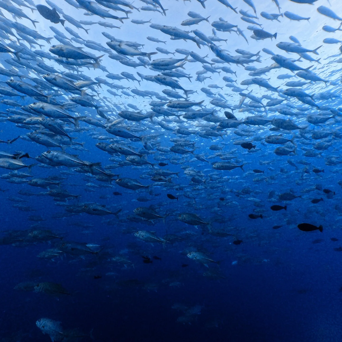 先週のパラオは中四日間毎日3ダイブ合計12ダイブ✌️早朝05...