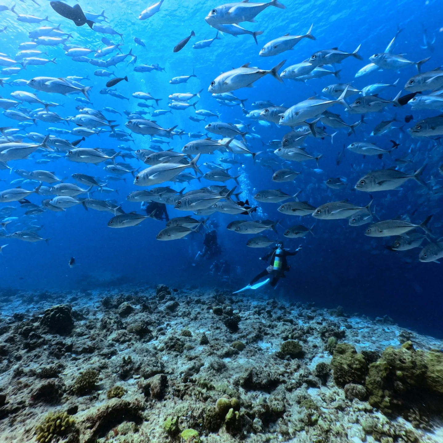先週のパラオは中四日間毎日3ダイブ合計12ダイブ✌️早朝05...