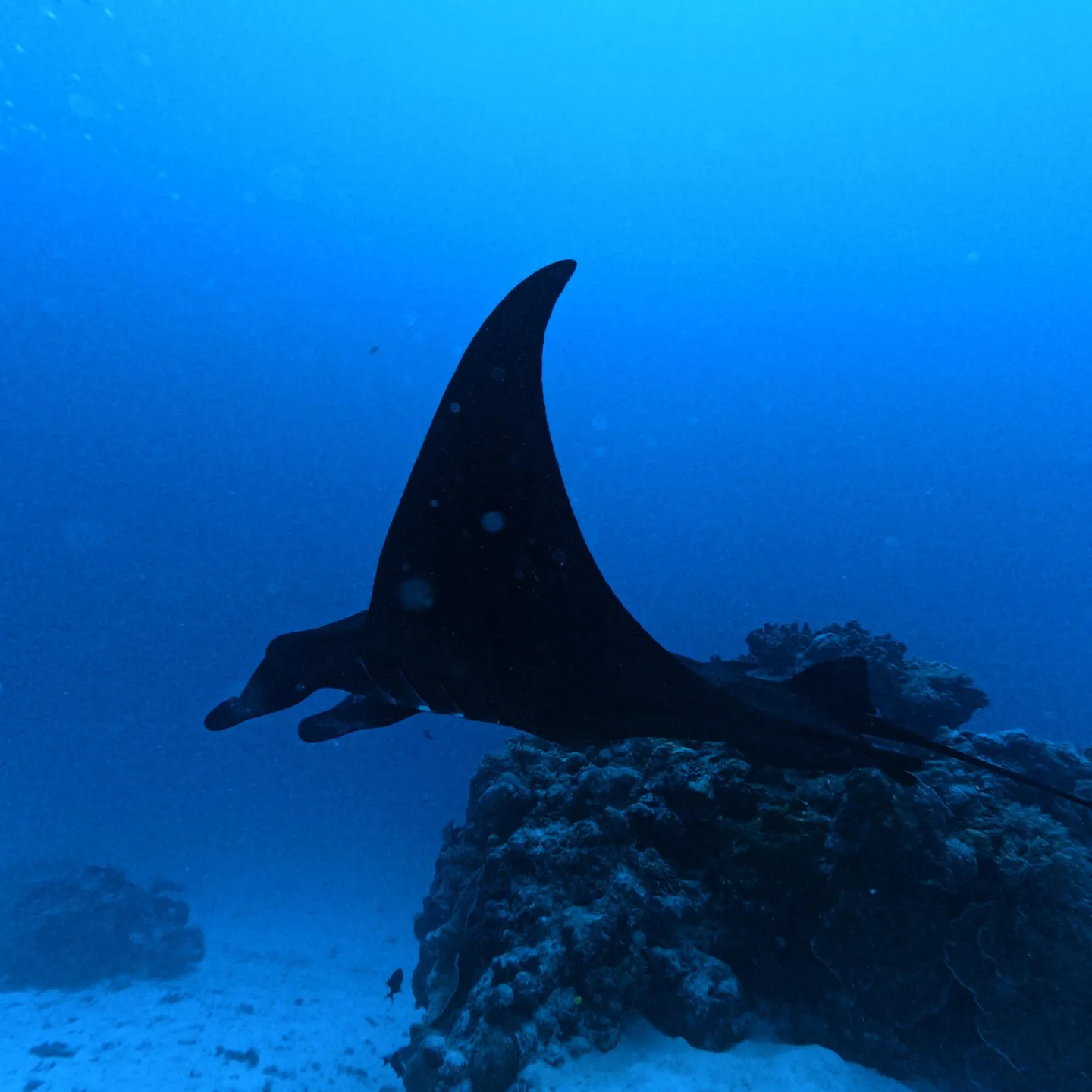 先週のパラオは中四日間毎日3ダイブ合計12ダイブ✌️早朝05...