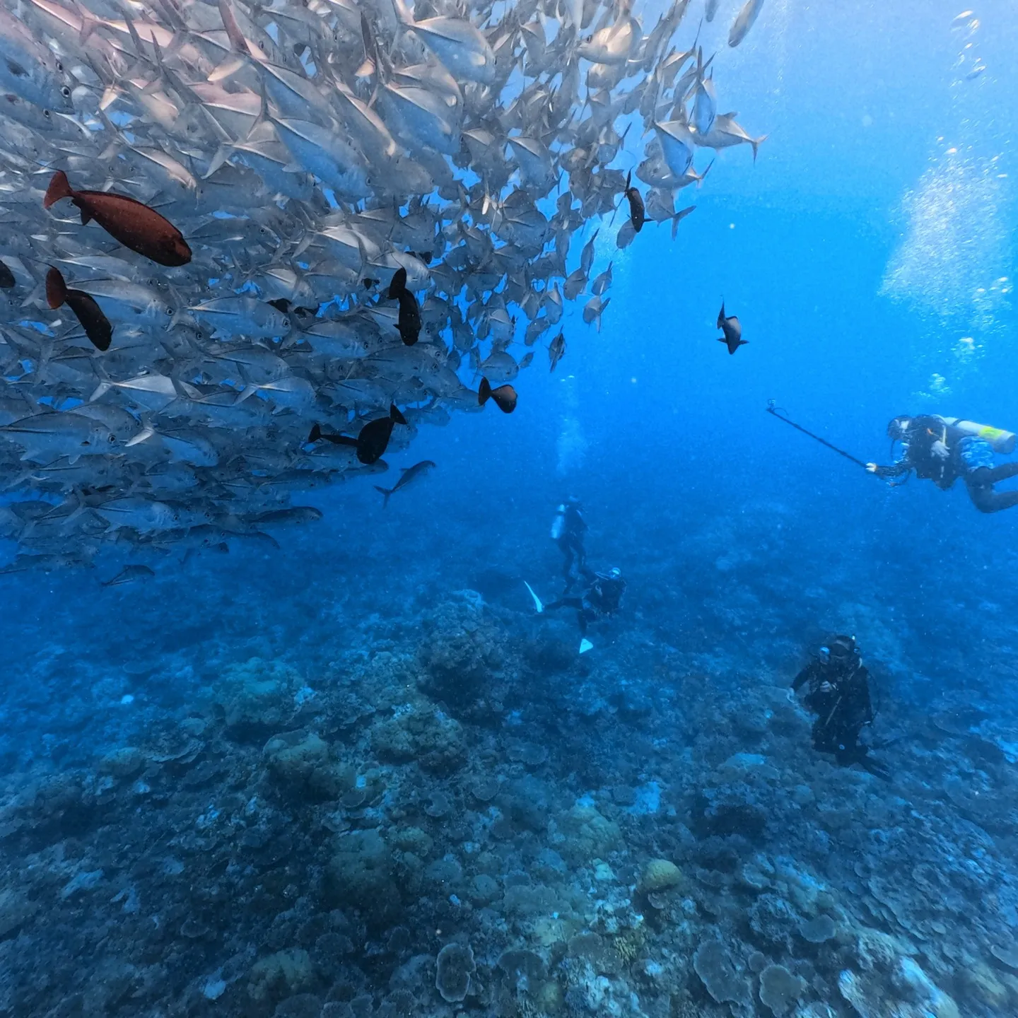 先週のパラオは中四日間毎日3ダイブ合計12ダイブ✌️早朝05...