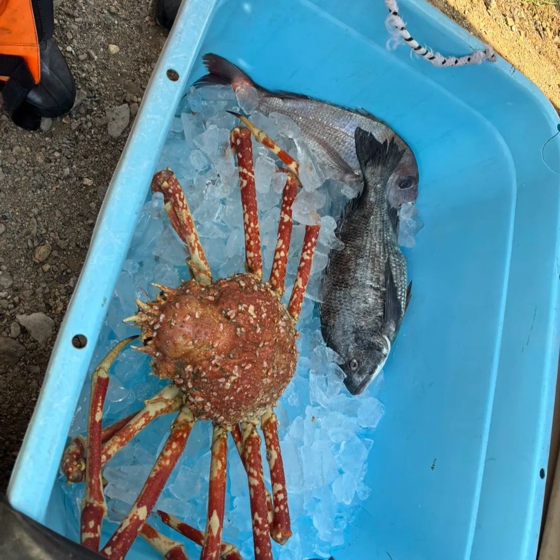 3/21-22と日和佐タカアシガニ捜索ダイブ＆お宿日和佐にて...