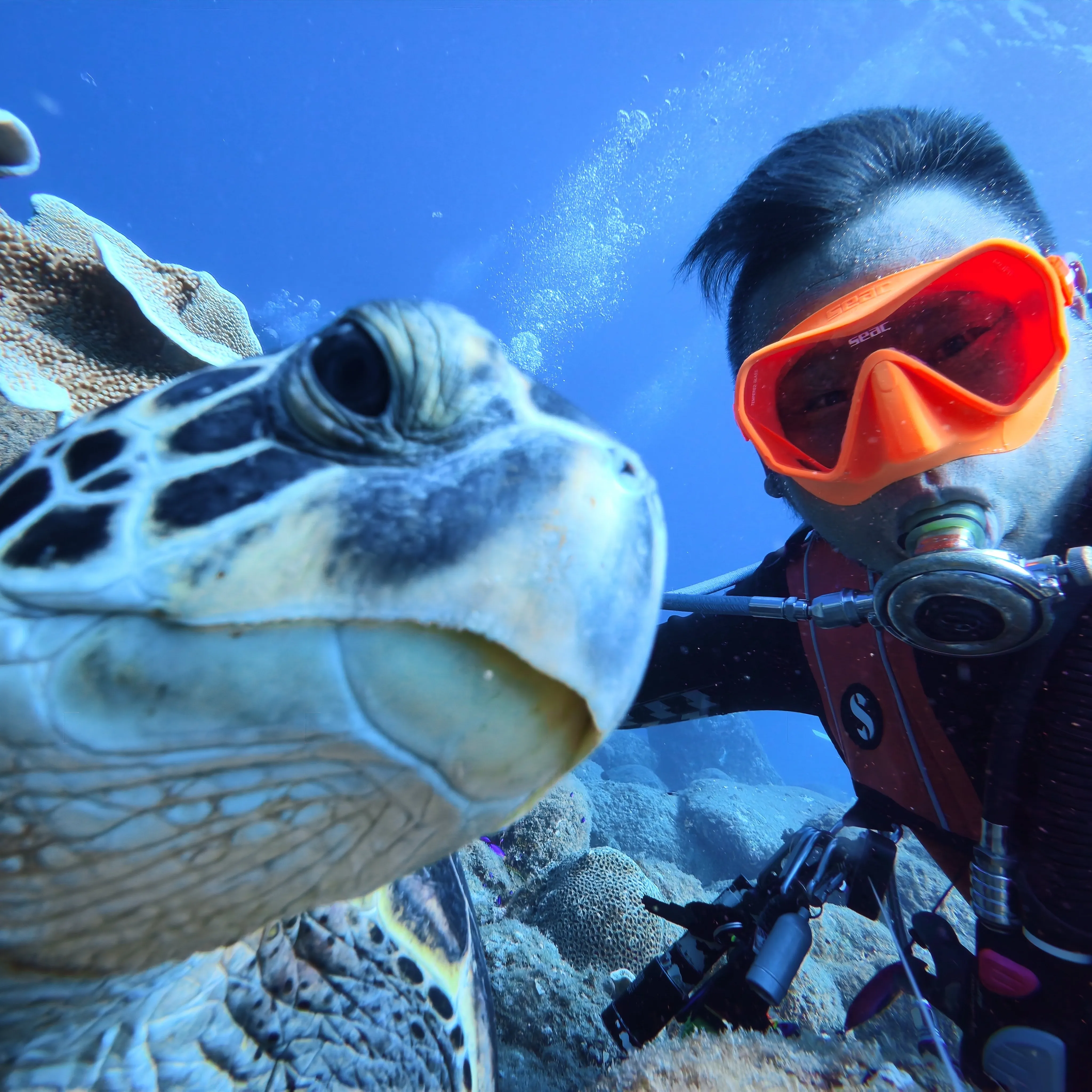 夏満喫！柏島で最高の海旅ダイビング🌊✨