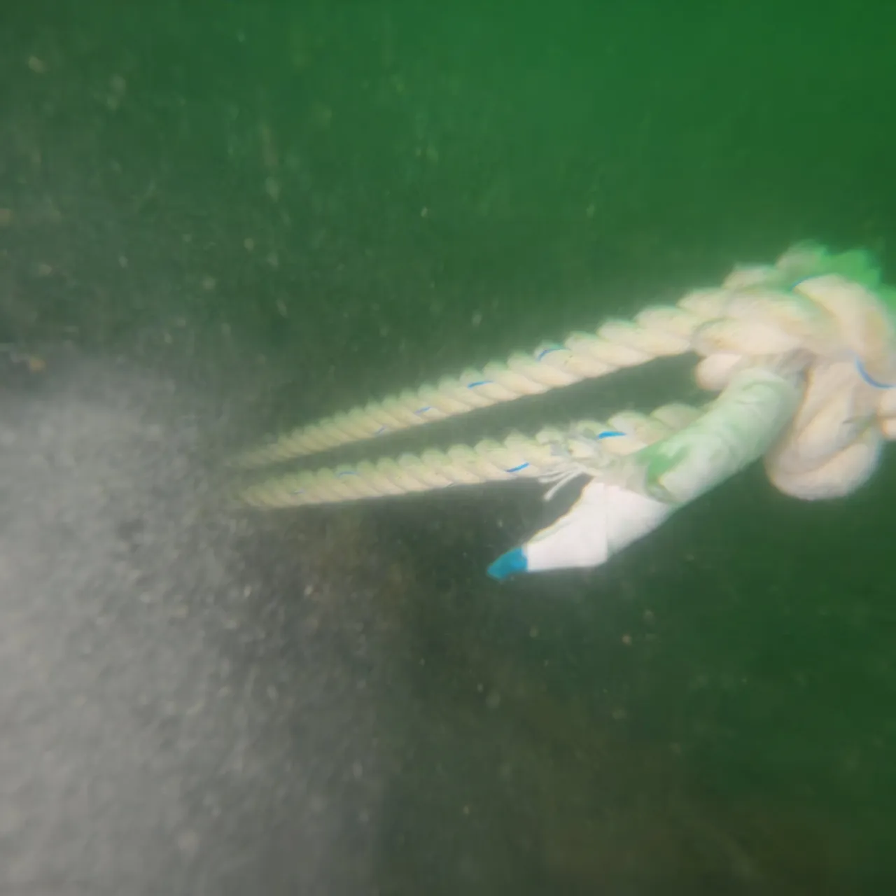 早朝から漁港にて作業潜水⚓️