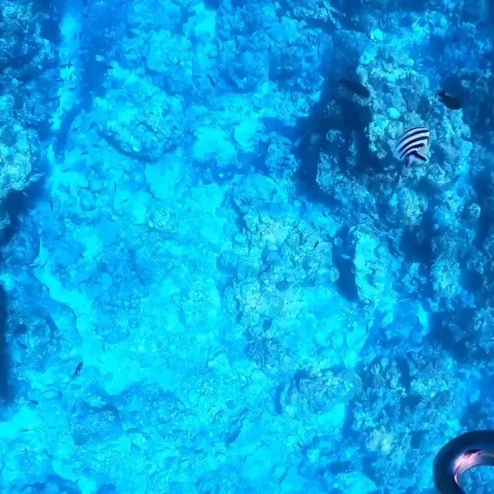 2025/8/1-2🏊‍♀️沖縄本島でフリーダイビングトレー...