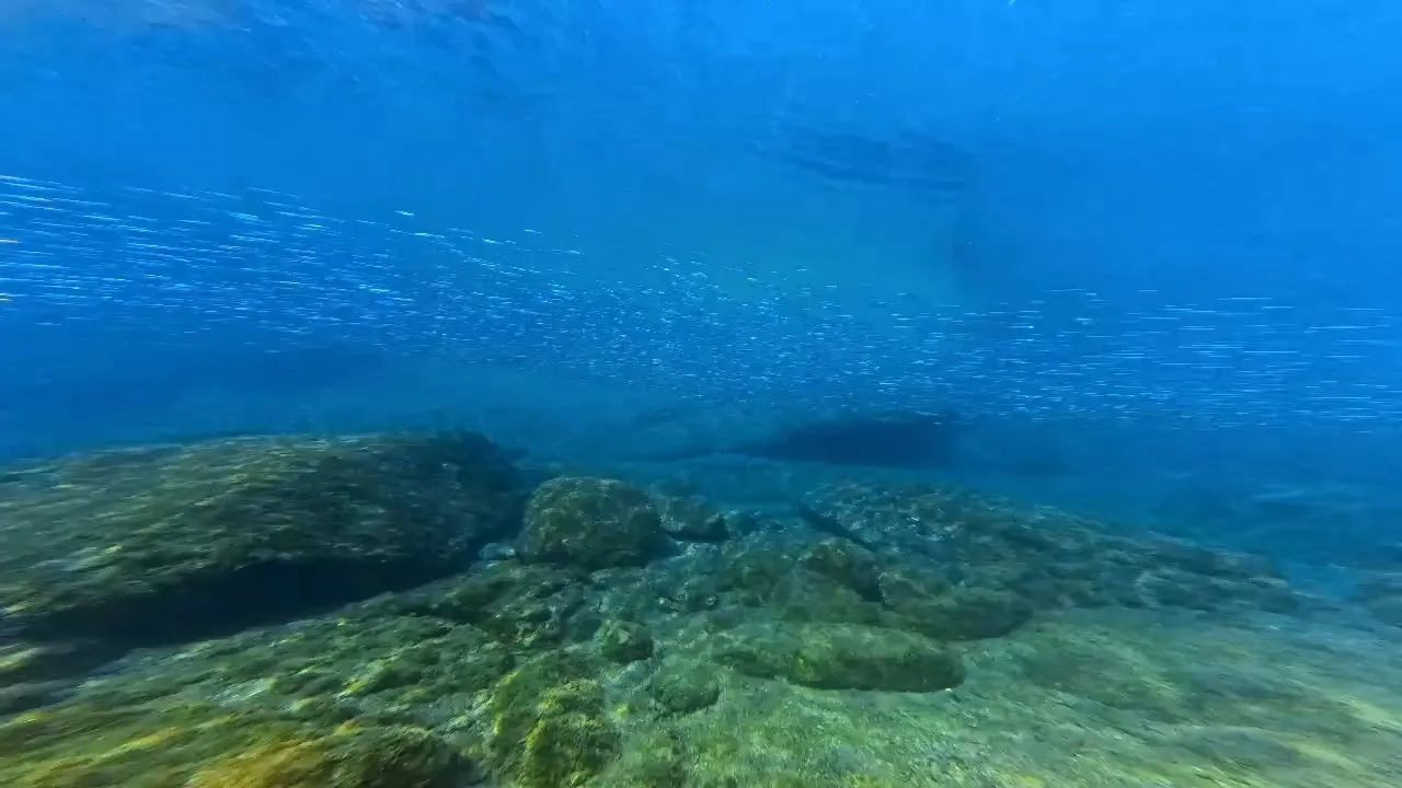 昨日は日帰り田辺ビーチファンダイブでした😊先週より水温がなぜ...