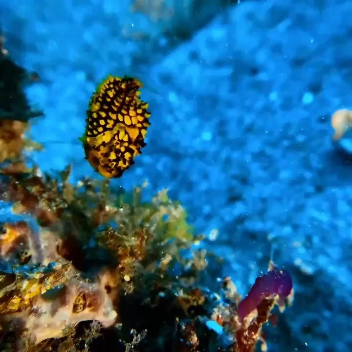 2026.1.20内浦ビーチ