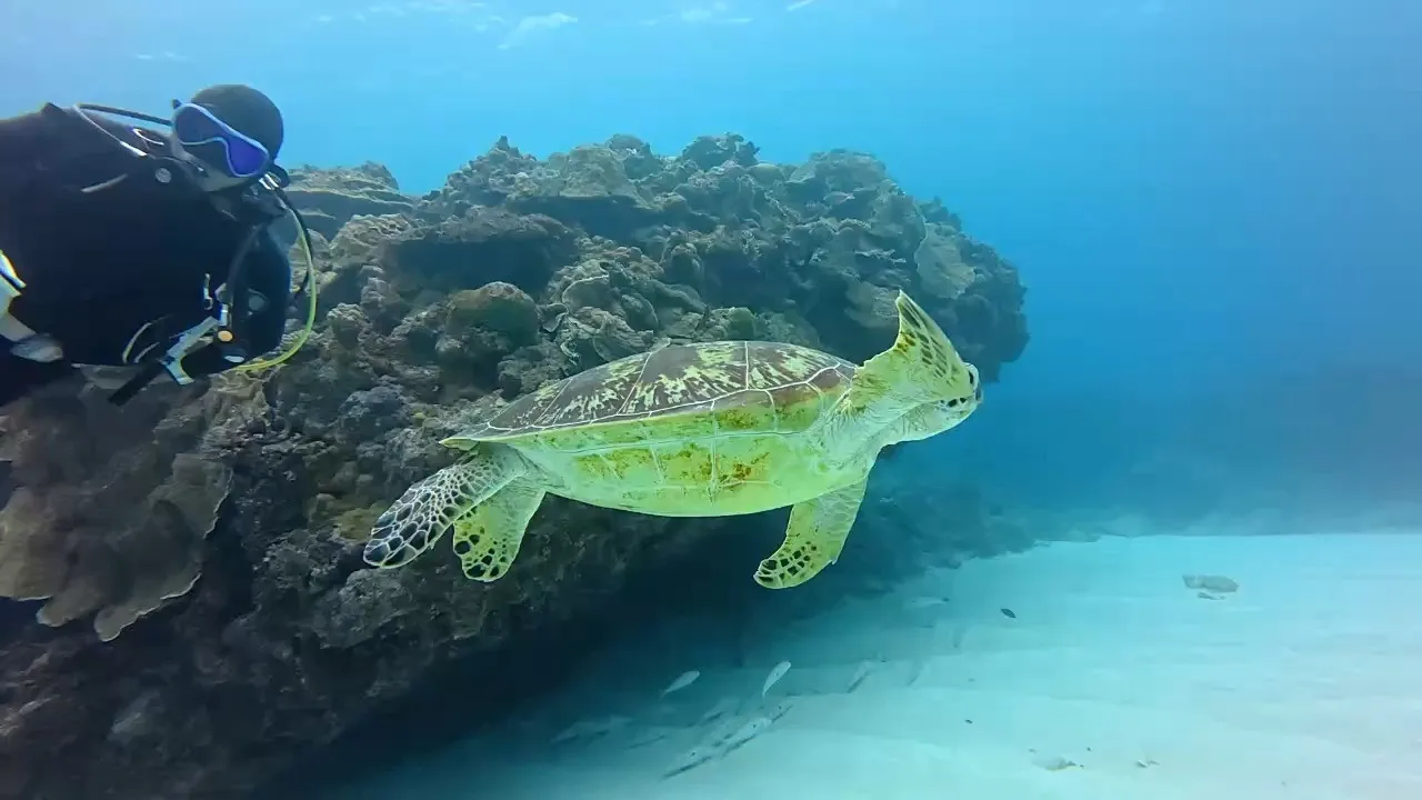 昨日の沖縄本島でのダイビング🐠最高でしたね！初ボートダイブで...