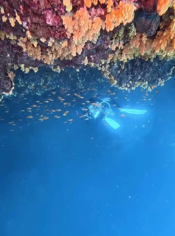 🌊田辺でうねりの中のダイビング！