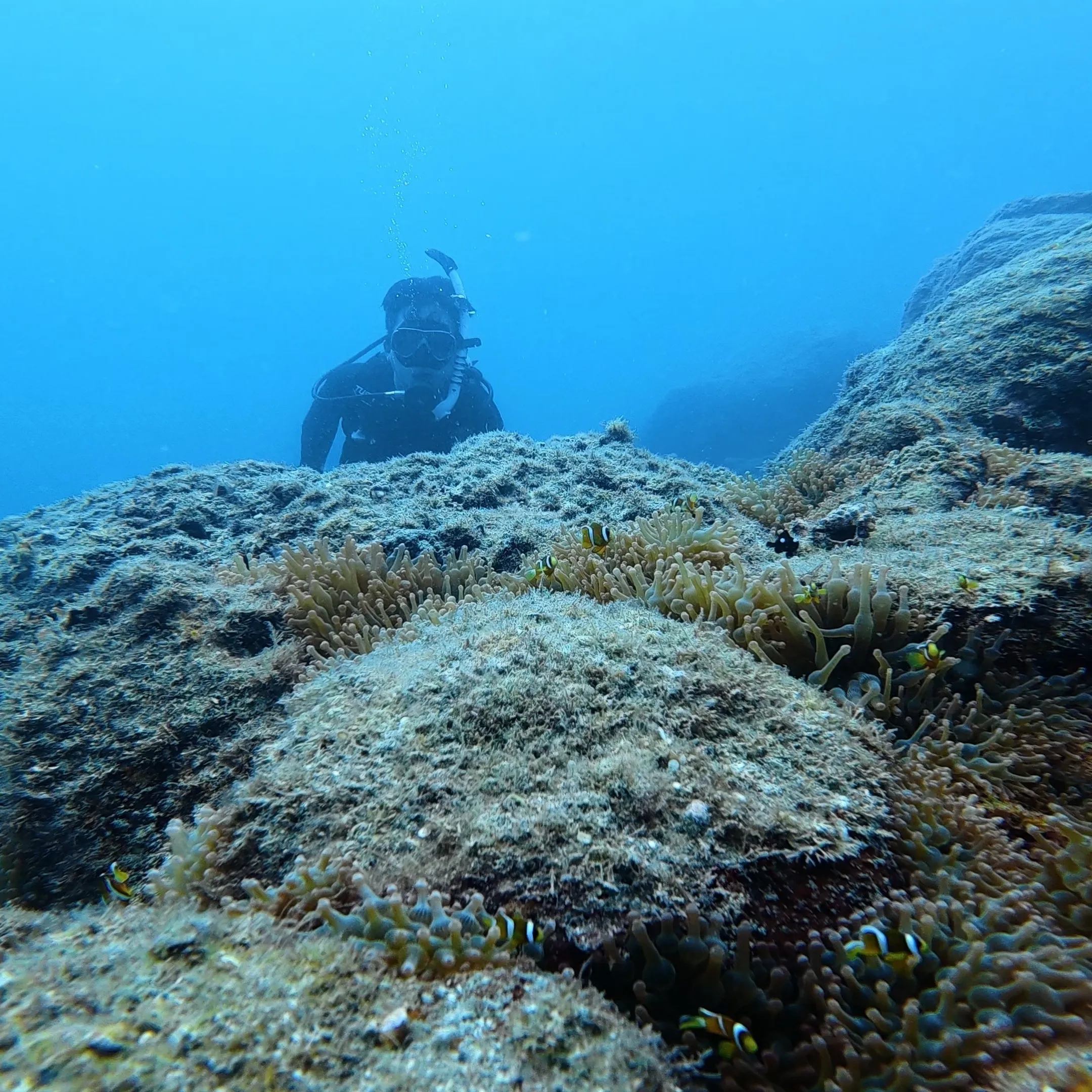 白崎シャクシノ浜ダイビング続き中🐠✨